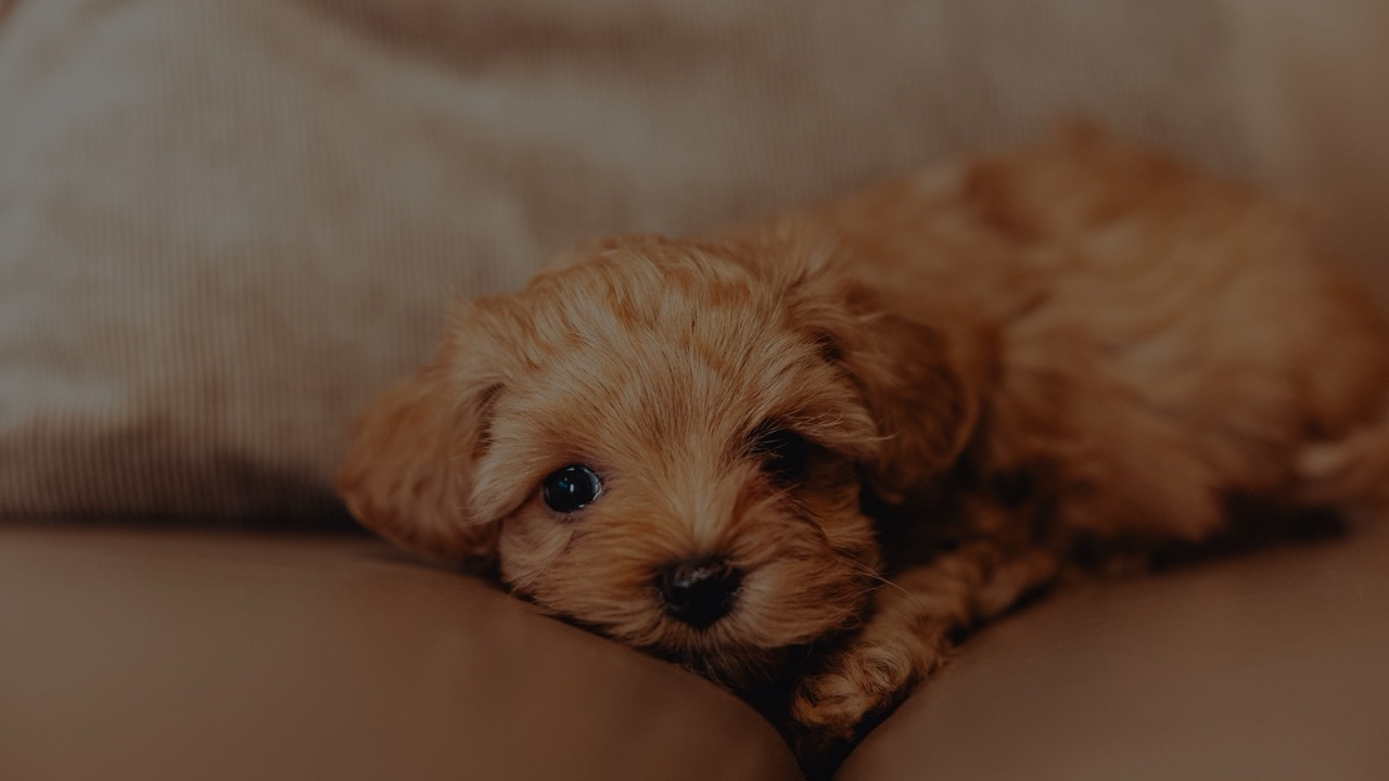 Puppy background